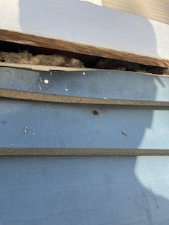 1006 E Holland Ave_Rodent Entry_4