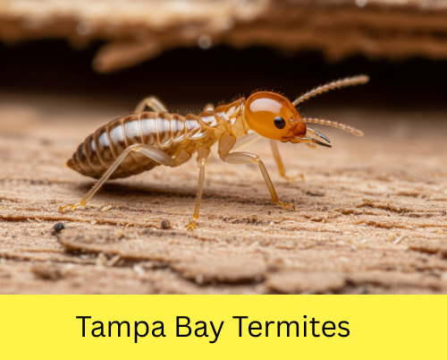 termites