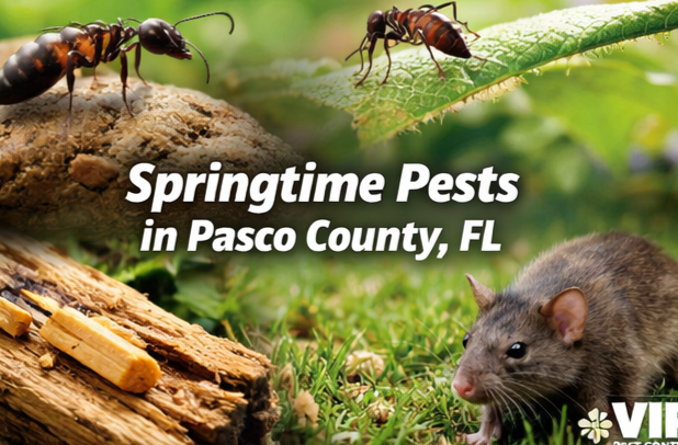 vip_spring_pests_image